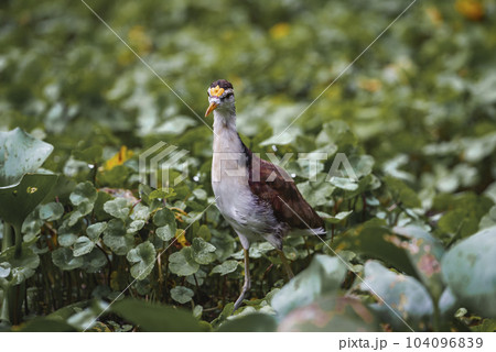 Wattled jacana foraging in green vegetation at Tortuguero National Park in Costa Rica 104096839