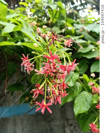 Close up of rangoon creeper plant Close up of rangoon creeper plant 104097416