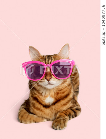 Portrait of a Bengal cat in colored sunglasses on a colored background. 104097736