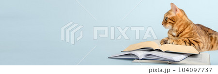 Smart scientist cat with books on a colored background. 104097737