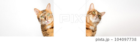 Two cats peek out from behind a white wall. Two cats peek out from behind a white wall. 104097738
