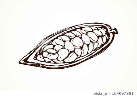 Cocoa Fruits. Vector drawing 104097981