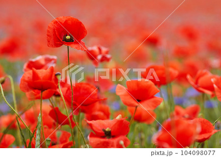 Red poppies in a poppies field. Remembrance or armistice day. 104098077