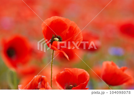 Red poppies in a poppies field. Remembrance or armistice day. 104098078
