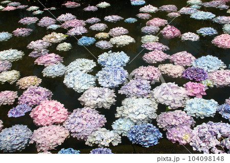 水に浮かぶ紫陽花 104098148