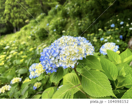艶やかな青色の紫陽花の花 艶やかな青色の紫陽花の花 104098152