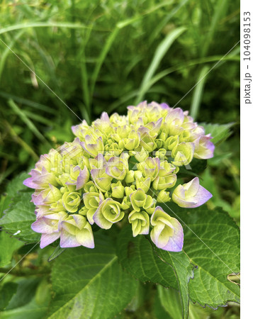 咲き始めたピンク色の紫陽花の花 咲き始めたピンク色の紫陽花の花 104098153