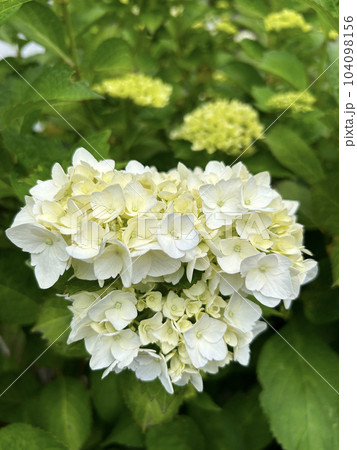 艶やかな白色の紫陽花の花 104098156