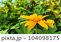 sunflowers yellow insects sitting, Tithonia diversifolia Mexican Sunflower for Presentations and deck information graphic, print layout covering book, magazine page, advertisement banner, poster ads 104098175