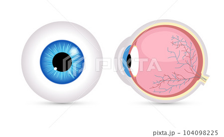 Eye ball vector retina closeup isolated icon. Round Eyeball 3d anatomy illustration object human Eye ball vector retina closeup isolated icon. Round Eyeball 3d anatomy illustration object human 104098225