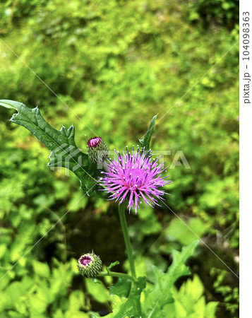 道端に咲くノアザミ 104098363