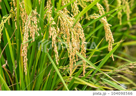 たんぼ 田んぼ 田圃 104098566