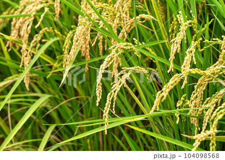 たんぼ 田んぼ 田圃 104098568