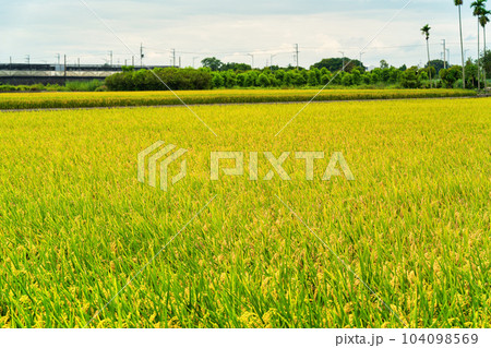 たんぼ 田んぼ 田圃 104098569