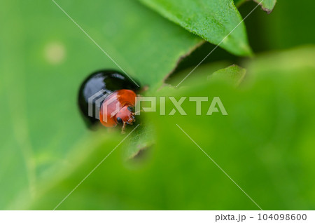 ムネアカオオクロテントウ ムネアカオオクロテントウ 104098600