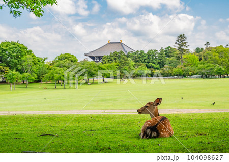 奈良公園の鹿　春日野園地 104098627