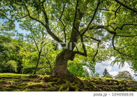 奈良公園のクスノキ 104098636