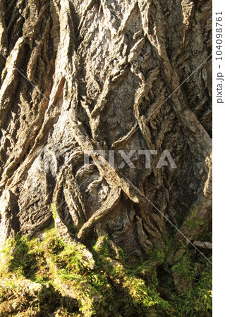 大木の根元 大木の根元 104098761
