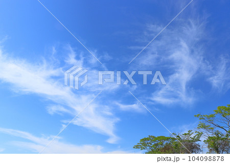 青空 薄い雲 樹木 青空 薄い雲 樹木 104098878