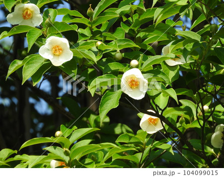 6月に咲く夏椿 104099015