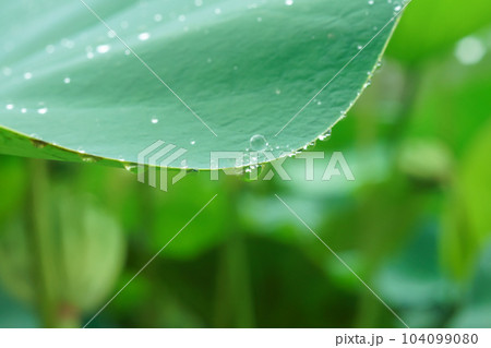 雨上がり、水滴の付いた蓮の葉 雨上がり、水滴の付いた蓮の葉 104099080