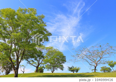 青空　雲　樹木　公園 104099416