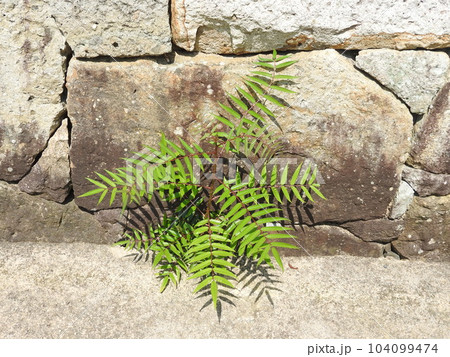 カラスザンショウの幼木 104099474