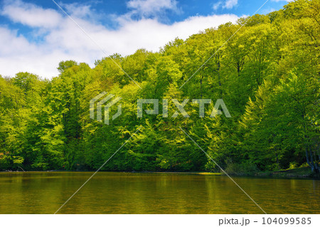 landscape with countryside pond. forest reflecting in the water surface. sunny weather in spring landscape with countryside pond. forest reflecting in the water surface. sunny weather in spring 104099585