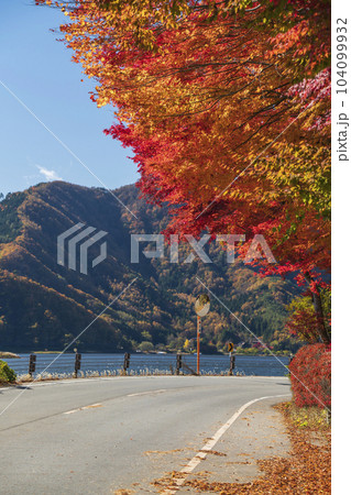 山梨県道21号河口湖精進線の色鮮やかな紅葉【山梨県・南都留郡】 104099932
