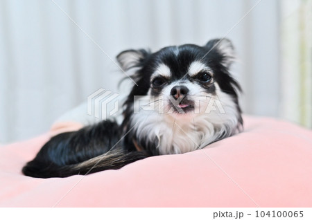 あっかんべ~ おどけるチワワ あっかんべ~ おどけるチワワ 104100065