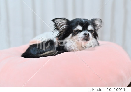 ピンクのクッションでまどろむチワワ ピンクのクッションでまどろむチワワ 104100114