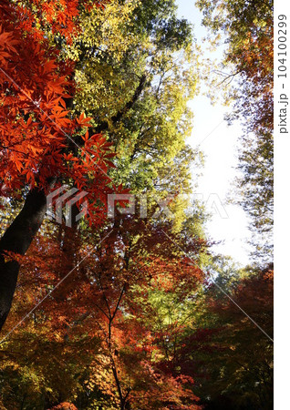 日本の紅葉（景色） 104100299