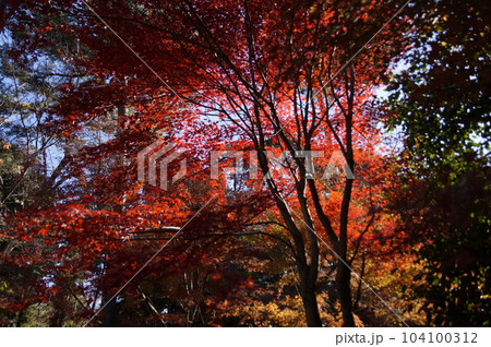 日本の紅葉（景色） 104100312