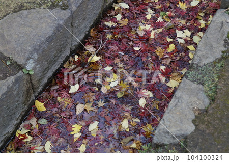 日本の紅葉（景色） 104100324