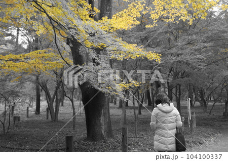 日本の紅葉（景色） 104100337