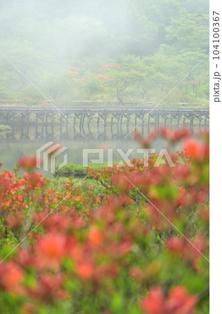 つつじ咲く霧の覚満淵 104100367