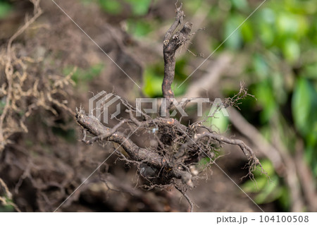 庭木の伐採 庭木の伐採 104100508