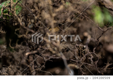 庭木の伐採 庭木の伐採 104100509