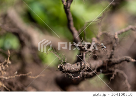 庭木の伐採 庭木の伐採 104100510
