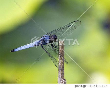 ガマの枯れ草にとまるオオシオカラトンボ 104100592