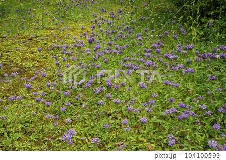 たくさん生えているカゴソウ（ウツボグサ）の花 104100593