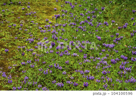 たくさん生えているカゴソウ（ウツボグサ）の花 104100596