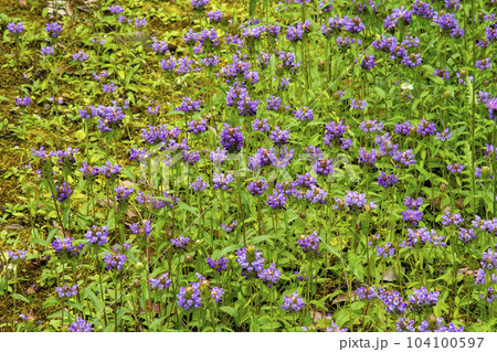 たくさん生えているカゴソウ(ウツボグサ)の花 たくさん生えているカゴソウ(ウツボグサ)の花 104100597