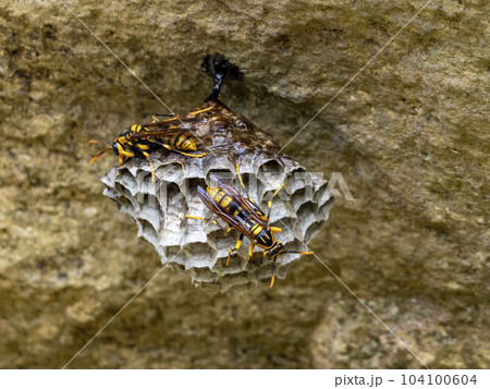 一匹のキアシナガバチから二匹に増えたハチの巣作り 104100604