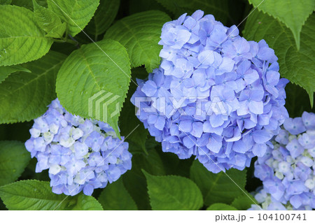 雨上がりの紫陽花の花 雨上がりの紫陽花の花 104100741