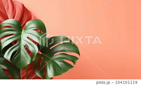Coral color background minimal summer with Philodendron tropical leaves on. 104101119