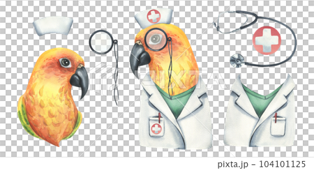 Yellow parrot is a doctor, in a medical gown and a cap with pince-nez. Watercolor illustration. Isolated objects on a white background from the VETERINARY collection. For the design. 104101125
