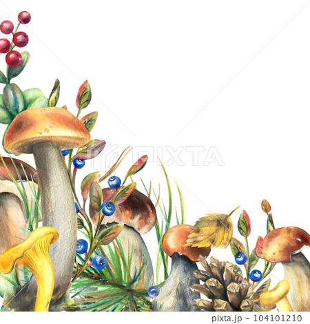 Forest mushrooms, boletus, chanterelles and blueberries, lingonberries, twigs, cones, leaves. Watercolor illustration, hand drawn template on a white background. 104101210