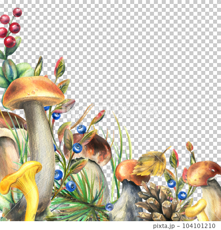 Forest mushrooms, boletus, chanterelles and blueberries, lingonberries, twigs, cones, leaves. Watercolor illustration, hand drawn template on a white background. 104101210