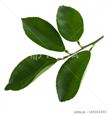 Citrus leaves isolated on a white background. 104101435